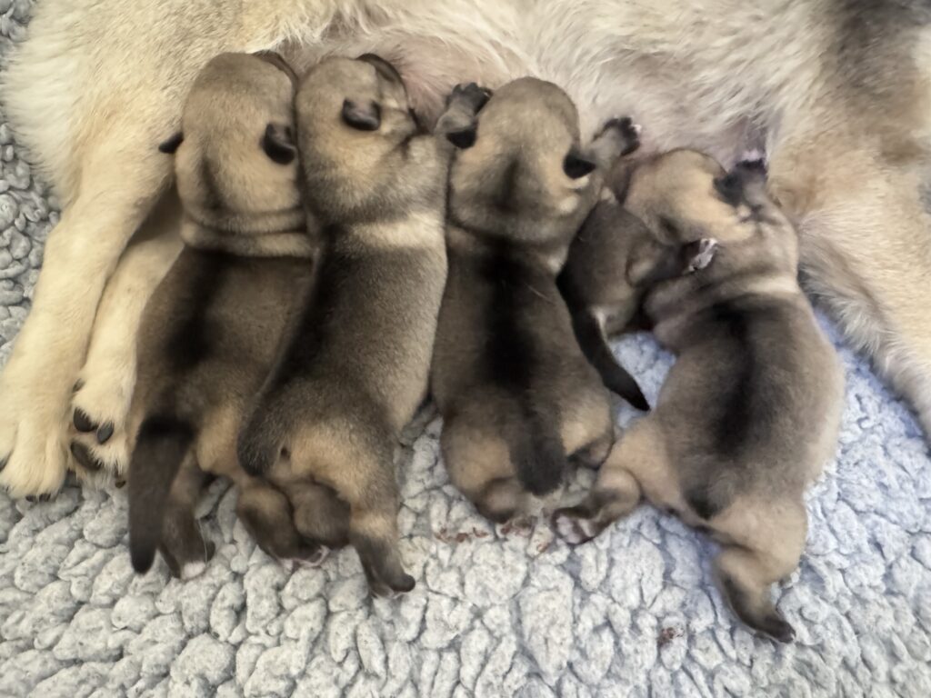 Everotts Äzzie and her four brothers dining 3 days old!